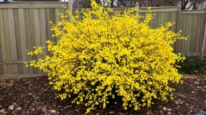 Je l’ai planté en février : cet arbuste que les jardiniers avertis installent maintenant métamorphose mon jardin au printemps