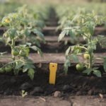 découvrez l'espacement idéal entre deux pieds de tomates pour assurer une croissance optimale et des récoltes abondantes.