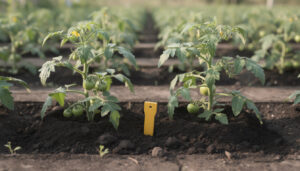 découvrez l'espacement idéal entre deux pieds de tomates pour assurer une croissance optimale et des récoltes abondantes.